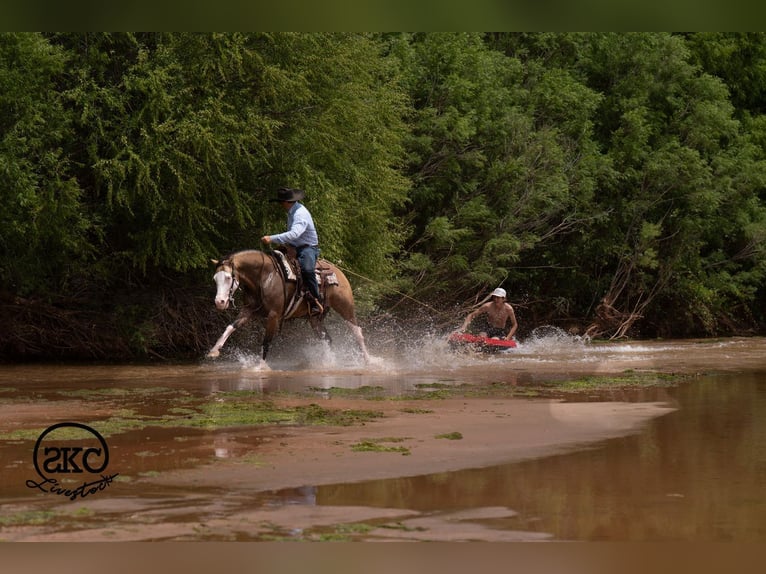 Quarter horse américain Hongre 5 Ans Buckskin in Canyon
