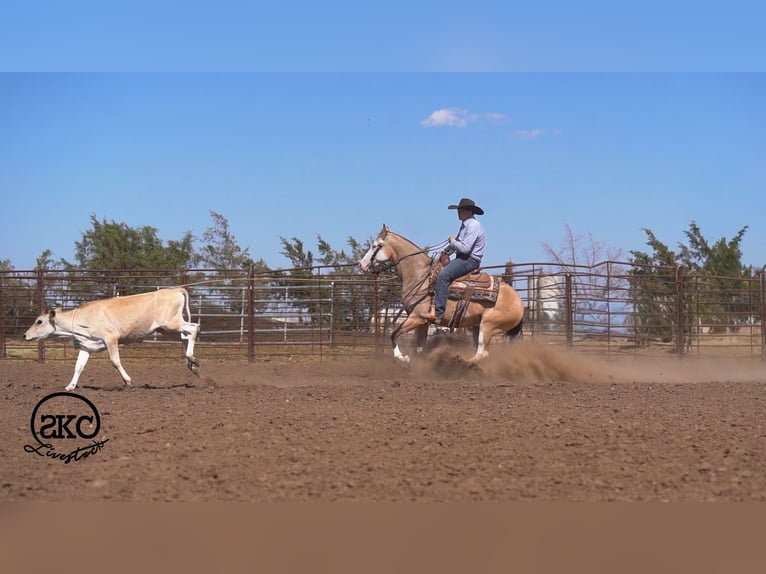 Quarter horse américain Hongre 5 Ans Buckskin in Canyon