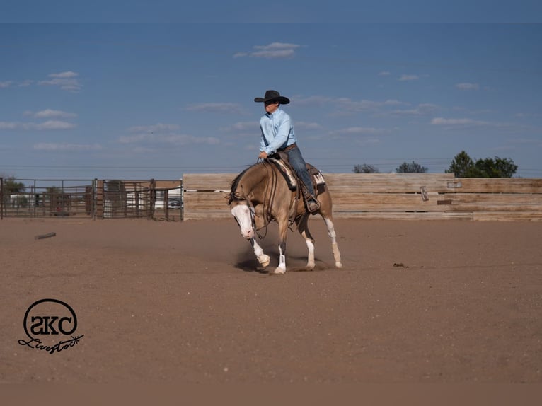 Quarter horse américain Hongre 5 Ans Buckskin in Canyon