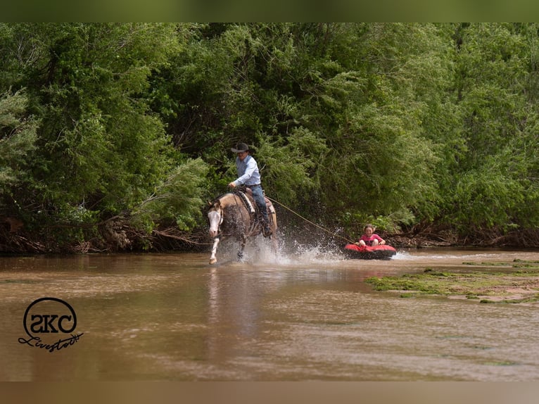 Quarter horse américain Hongre 5 Ans Buckskin in Canyon