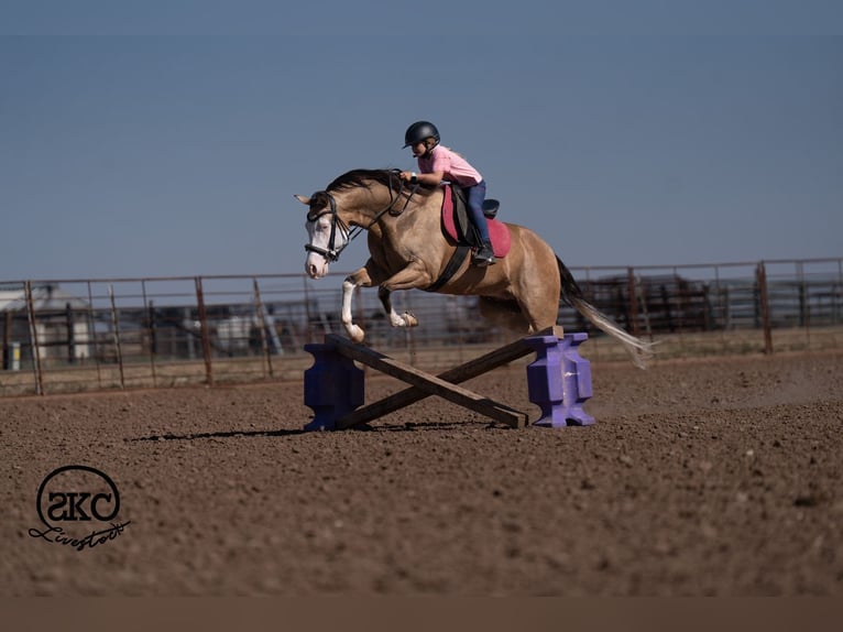 Quarter horse américain Hongre 5 Ans Buckskin in Canyon