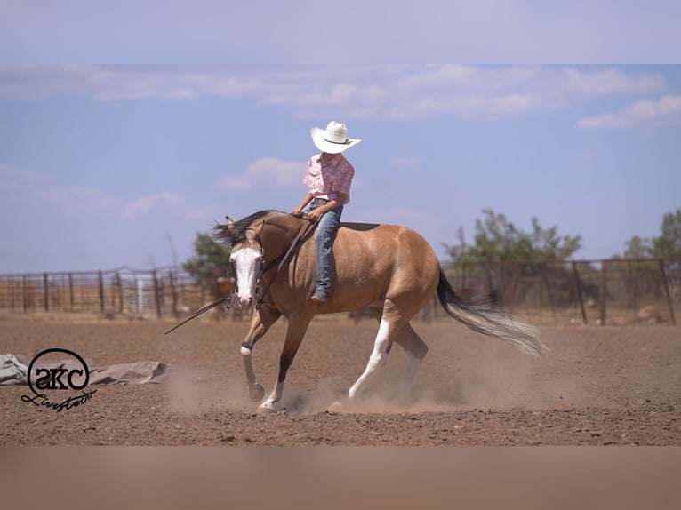 Quarter horse américain Hongre 5 Ans Buckskin in Canyon