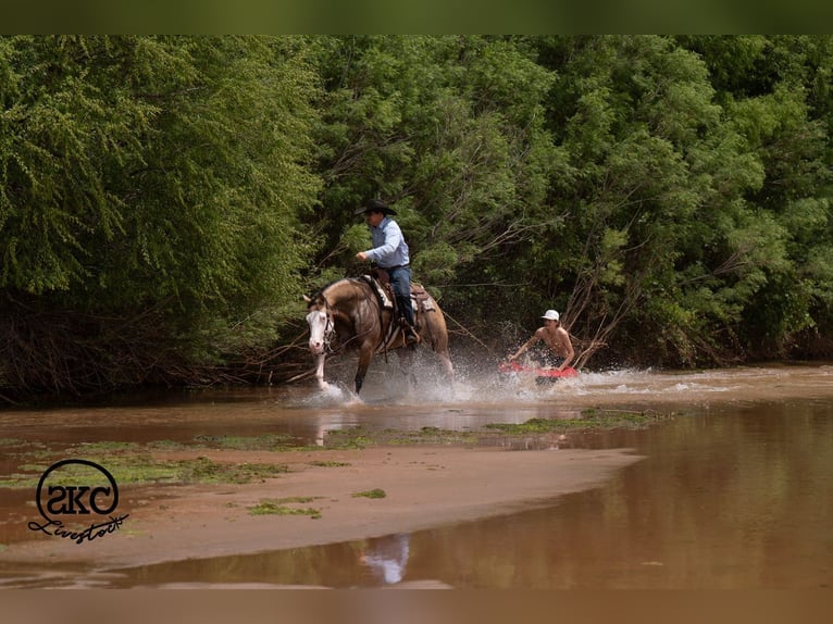 Quarter horse américain Hongre 5 Ans Buckskin in Canyon