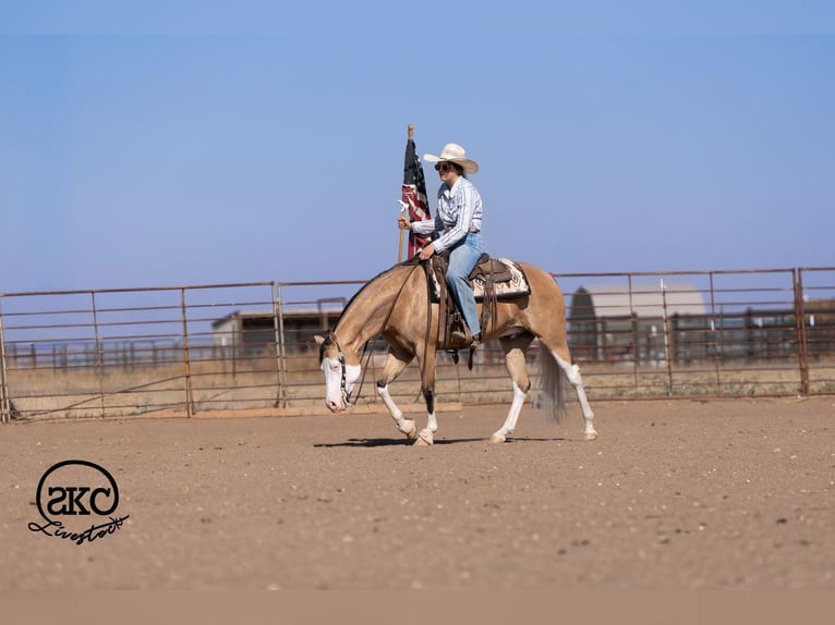 Quarter horse américain Hongre 5 Ans Buckskin in Canyon