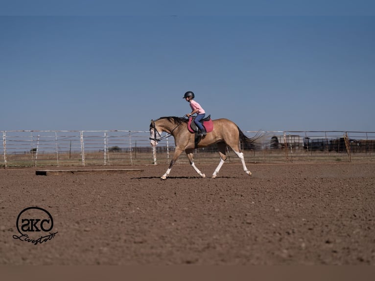 Quarter horse américain Hongre 5 Ans Buckskin in Canyon