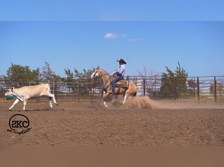 Quarter horse américain Hongre 5 Ans Buckskin in Canyon