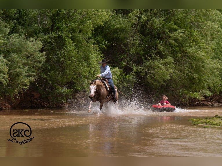Quarter horse américain Hongre 5 Ans Buckskin in Canyon