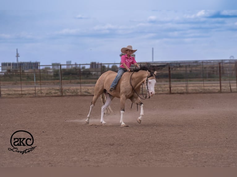 Quarter horse américain Hongre 5 Ans Buckskin in Canyon