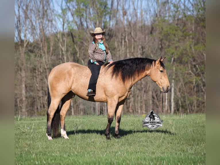 Quarter horse américain Hongre 5 Ans Buckskin in Mount Vernon