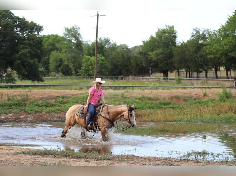 Quarter horse américain Hongre 5 Ans Buckskin in Joshua, TX