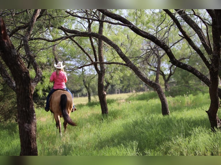 Quarter horse américain Hongre 5 Ans Buckskin in Joshua, TX