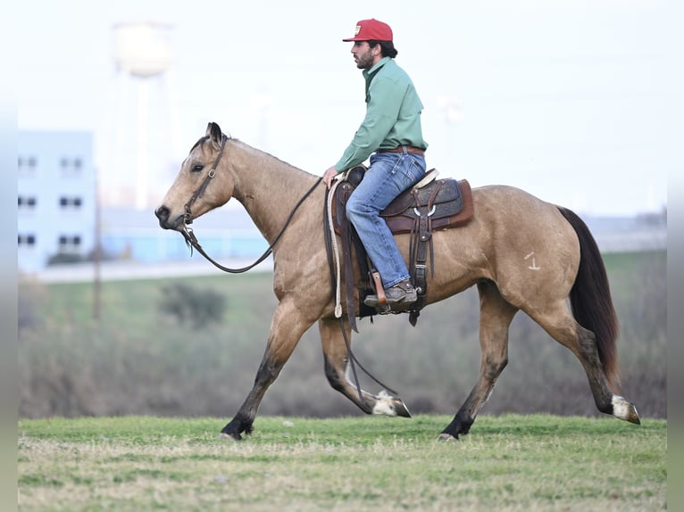 Quarter horse américain Hongre 5 Ans Buckskin in Kaufman