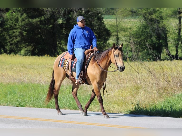 Quarter horse américain Hongre 5 Ans Buckskin in Sonora, KY