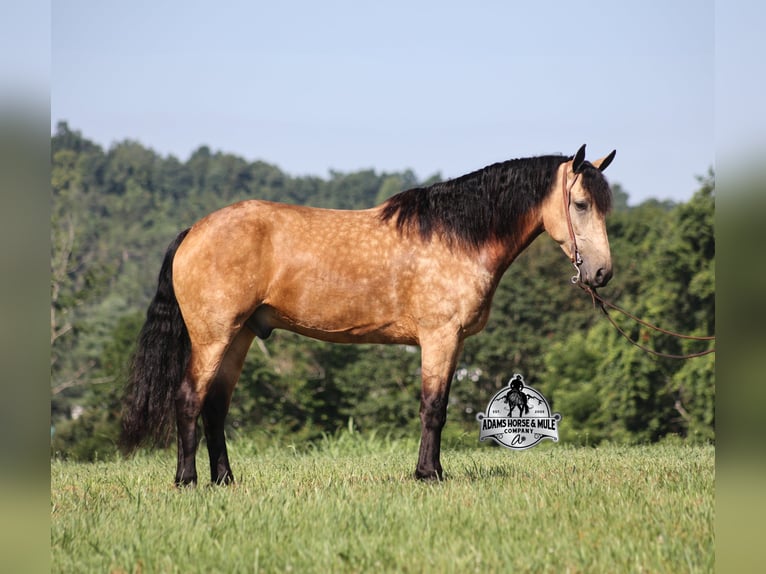 Quarter horse américain Hongre 5 Ans Buckskin in Gladstone, NJ