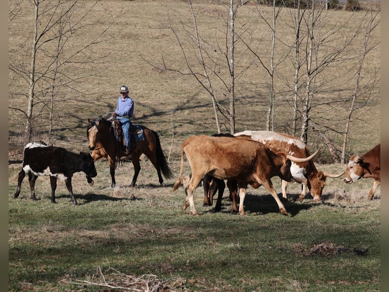 Quarter horse américain Hongre 5 Ans Buckskin in Mount Vernon, KY