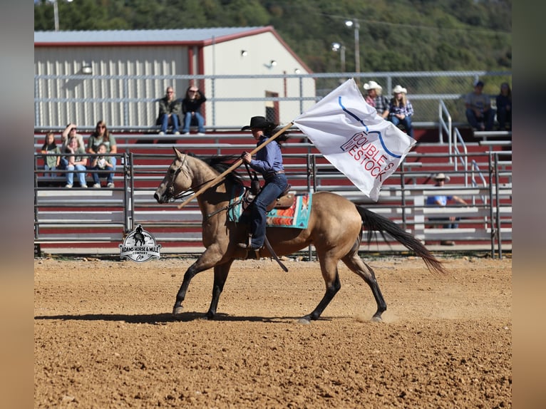 Quarter horse américain Hongre 5 Ans Buckskin in Fresno