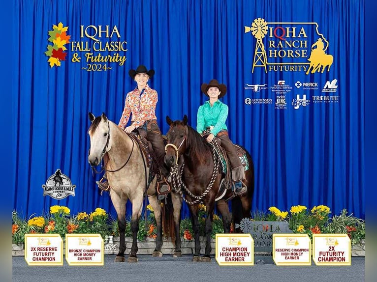 Quarter horse américain Hongre 5 Ans Buckskin in Fresno