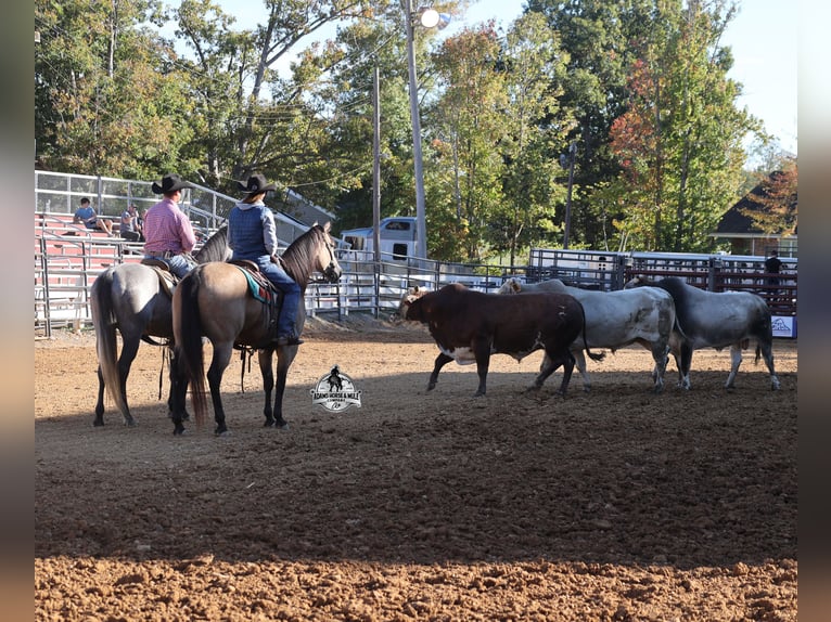 Quarter horse américain Hongre 5 Ans Buckskin in Fresno