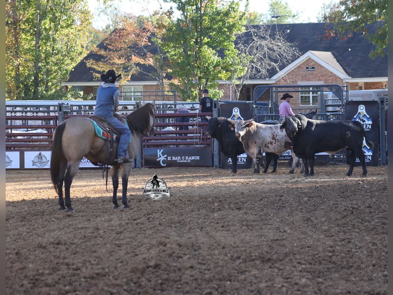 Quarter horse américain Hongre 5 Ans Buckskin in Fresno