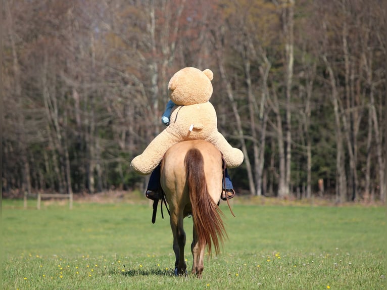 Quarter horse américain Hongre 5 Ans Champagne in Clarion