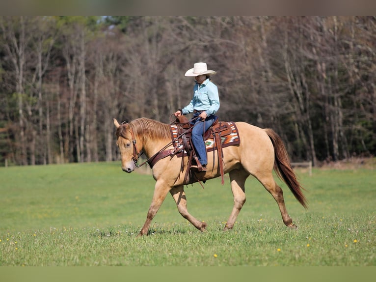 Quarter horse américain Hongre 5 Ans Champagne in Clarion