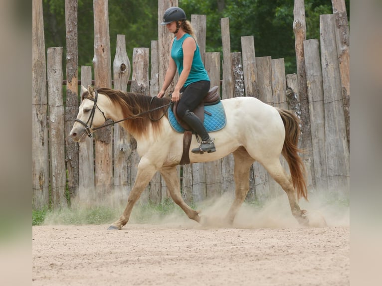 Quarter horse américain Hongre 5 Ans Champagne in Athens