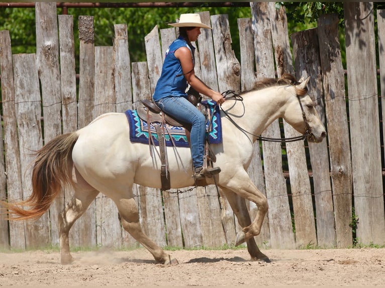Quarter horse américain Hongre 5 Ans Champagne in Athens