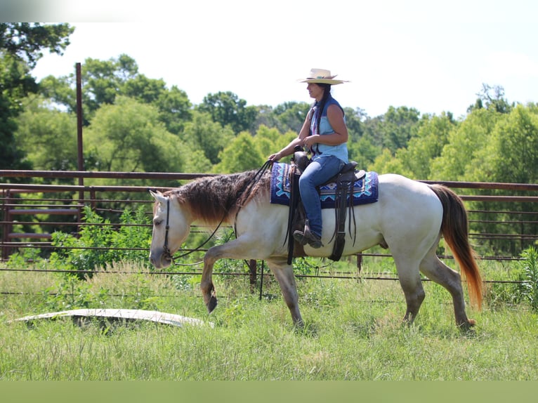 Quarter horse américain Hongre 5 Ans Champagne in Athens