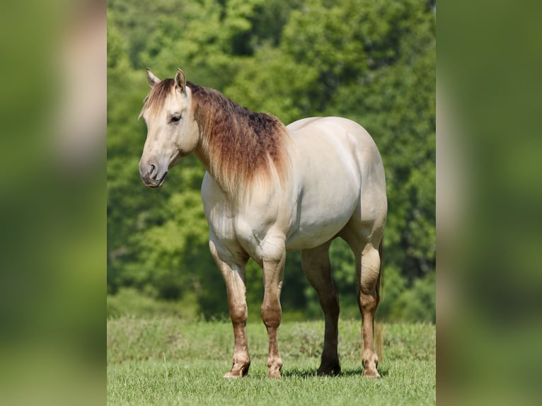 Quarter horse américain Hongre 5 Ans Champagne in Athens