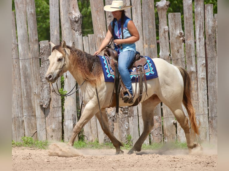 Quarter horse américain Hongre 5 Ans Champagne in Athens