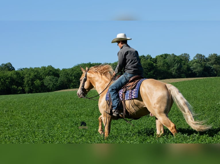 Quarter horse américain Hongre 5 Ans Champagne in Fredericksburg