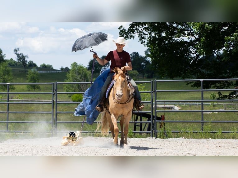 Quarter horse américain Hongre 5 Ans Champagne in Fredericksburg