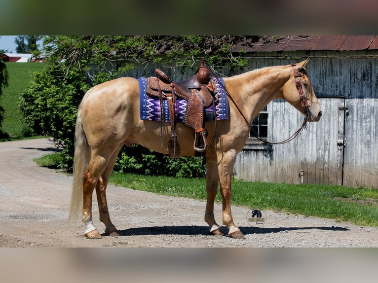 Quarter horse américain Hongre 5 Ans Champagne in Fredericksburg