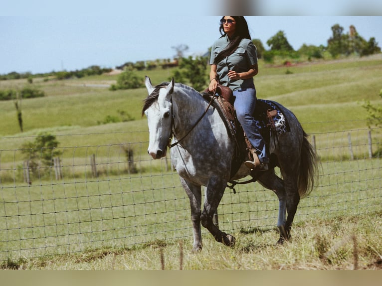 Quarter horse américain Hongre 5 Ans Gris pommelé in Bozeman
