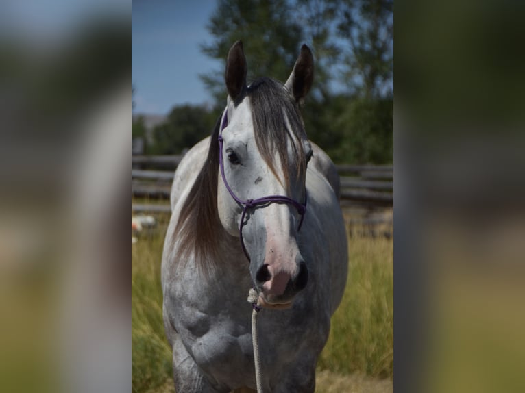 Quarter horse américain Hongre 5 Ans Gris pommelé in Bozeman