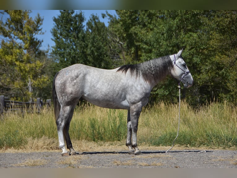 Quarter horse américain Hongre 5 Ans Gris pommelé in Bozeman