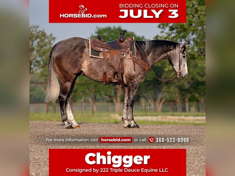 Quarter horse américain Hongre 5 Ans Gris pommelé in Weatherford, TX