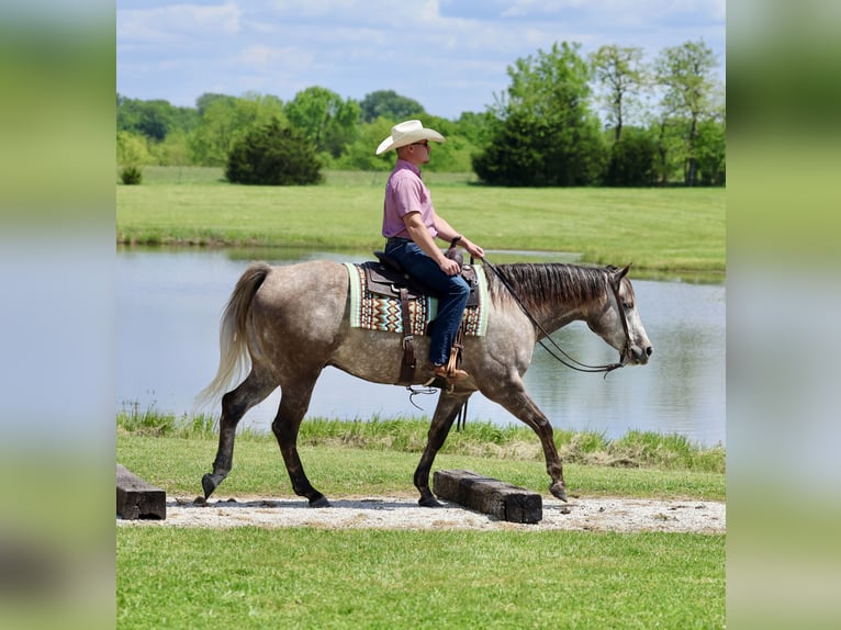 Quarter horse américain Hongre 5 Ans Gris in Buffalo