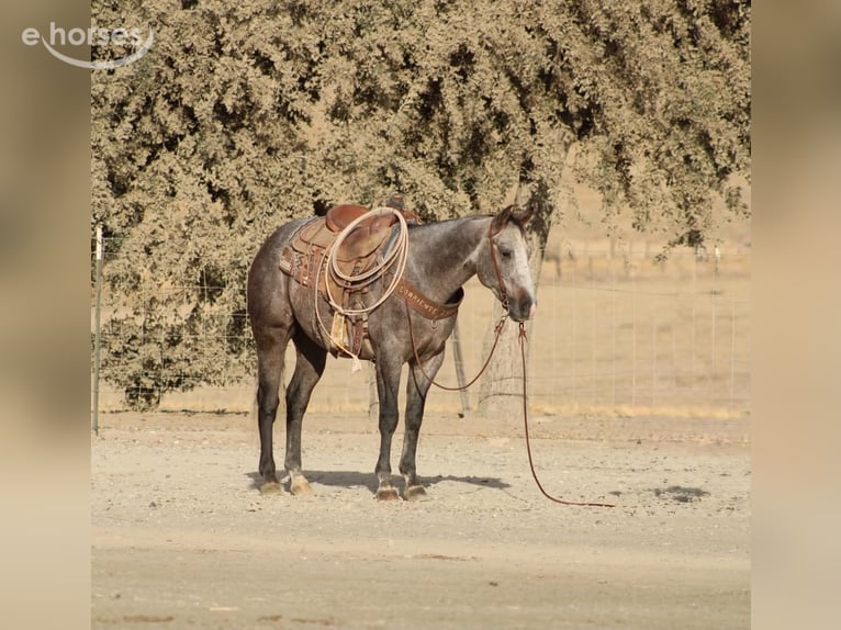 Quarter horse américain Hongre 5 Ans Gris in Tres Pinos