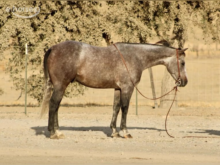 Quarter horse américain Hongre 5 Ans Gris in Tres Pinos