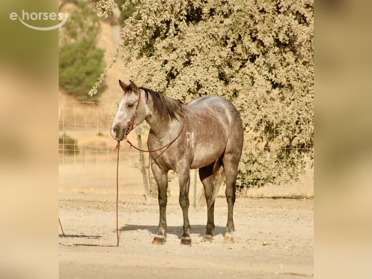 Quarter horse américain Hongre 5 Ans Gris in Tres Pinos