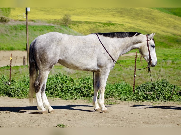 Quarter horse américain Hongre 5 Ans Gris in Tres Pinos