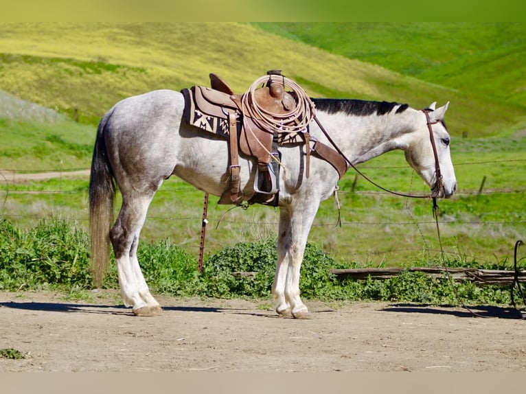 Quarter horse américain Hongre 5 Ans Gris in Tres Pinos