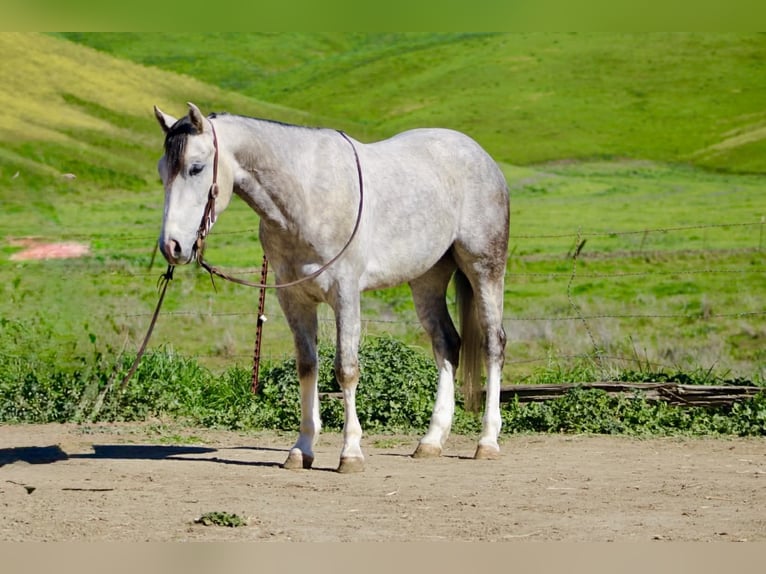 Quarter horse américain Hongre 5 Ans Gris in Tres Pinos