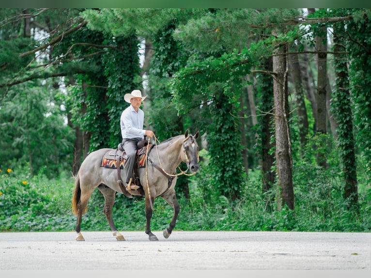 Quarter horse américain Hongre 5 Ans Grullo in Independence