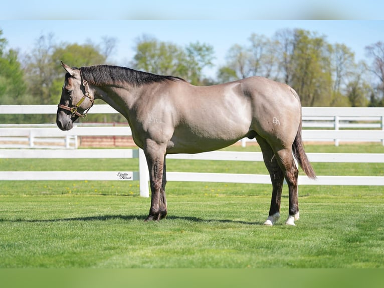 Quarter horse américain Hongre 5 Ans Grullo in Independence