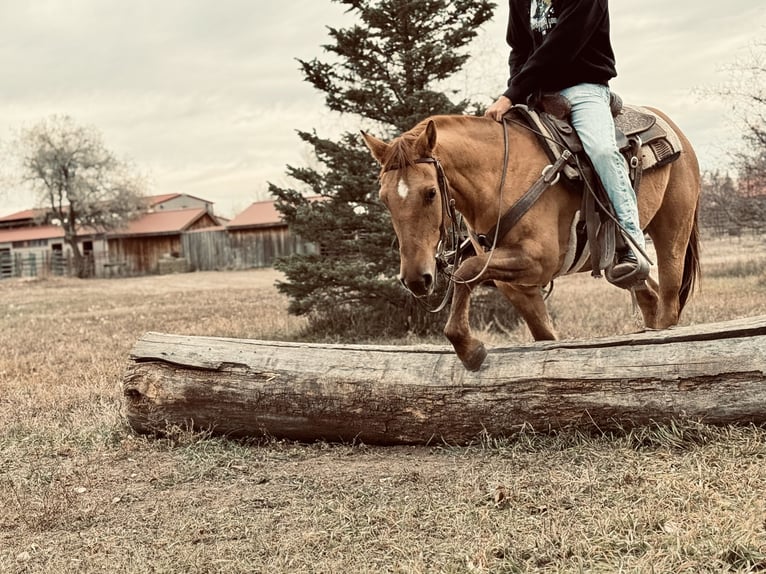 Quarter horse américain Hongre 5 Ans Isabelle in Fort Collins