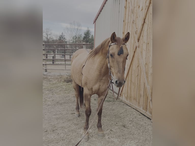 Quarter horse américain Hongre 5 Ans Isabelle in Fort Collins
