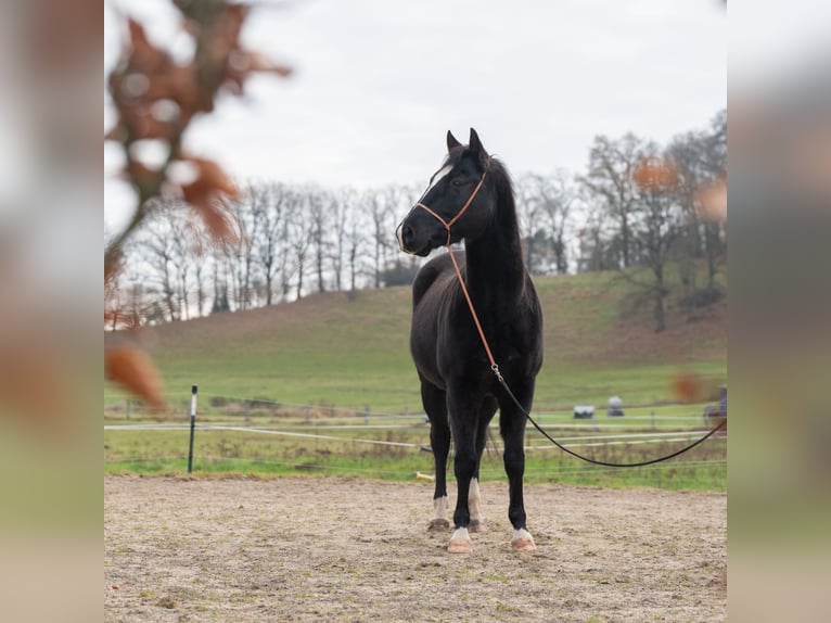 Quarter horse américain Hongre 5 Ans Noir in Langenorla