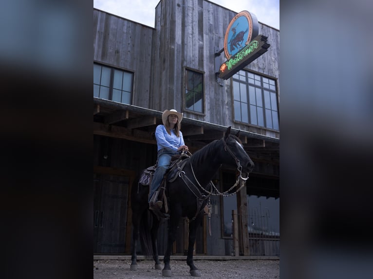 Quarter horse américain Hongre 5 Ans Noir in Bozeman